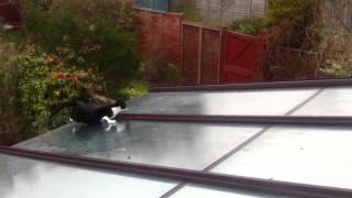 Cat falls off our roof