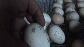 Индюки, индюшата и их яйца.