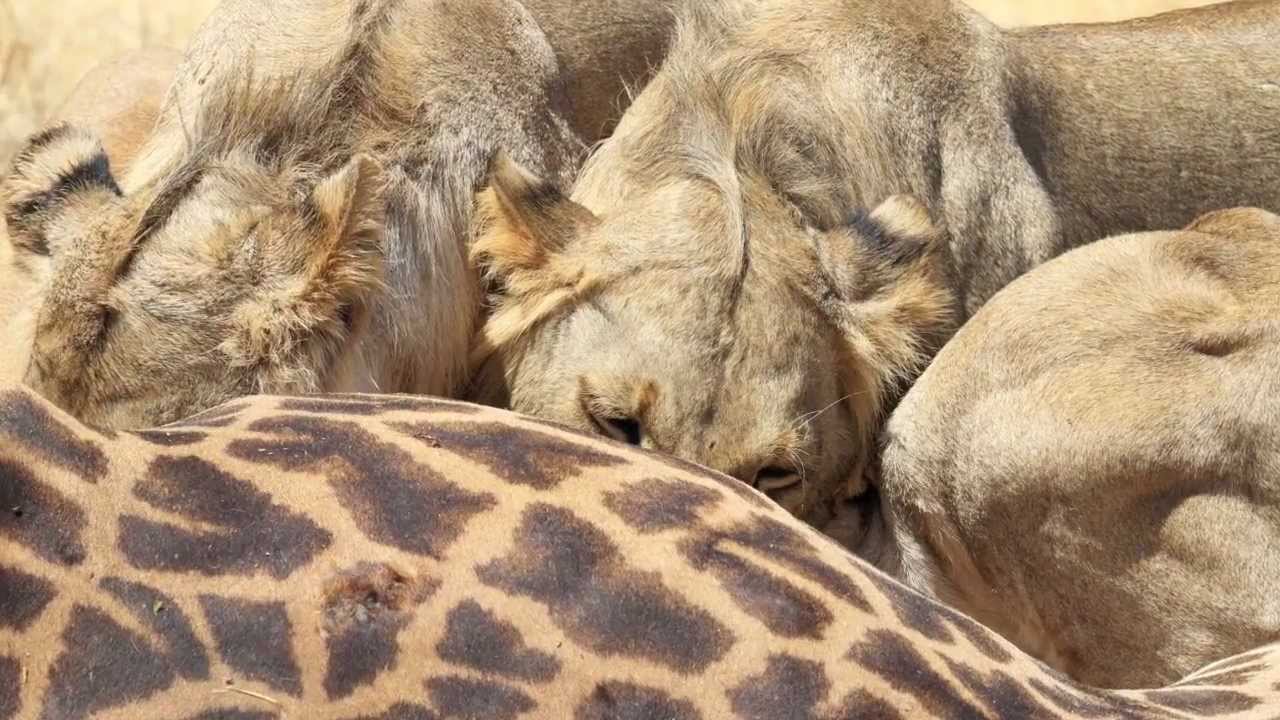 Lions Eating A Giraffe October 2011 - YouTube