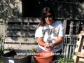 Learn How to Plant and Grow Aloe Vera