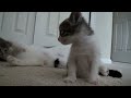 Kitten Update (4 Weeks Old)