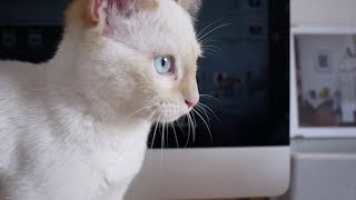 Un gato sospecha que el muñeco con el que lleva semanas jugando podría estar inanimado