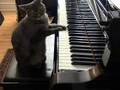 Chat pianiste