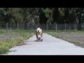 Surfin Bulldog (beach Boys - Surfin Usa) - Youtube