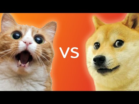 Dog And Cat Fighting Dog VS Cat Funny Fights Compilation
