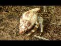 Hermit crab at Tiwi Beach