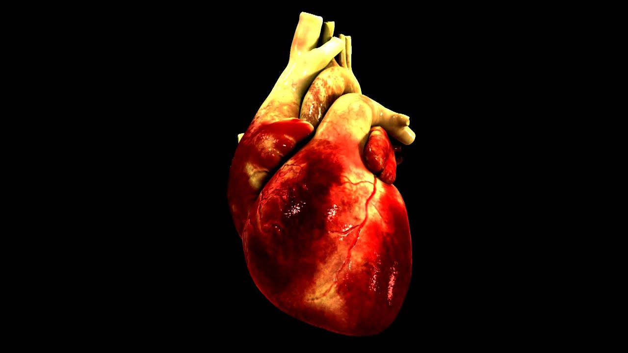 3D HEART ANIMATION 3d heart animation: