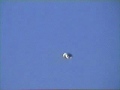 UFO Sighting Lake Havasu City, AZ