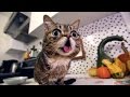 Lil BUB's Fish and Yogurt Thanksgiving