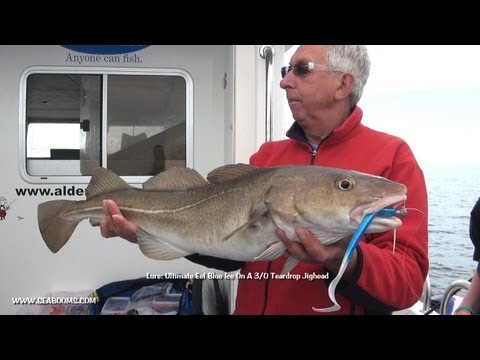 Bass, Cod, Pollock and Conger Wreck Fishing Weymouth