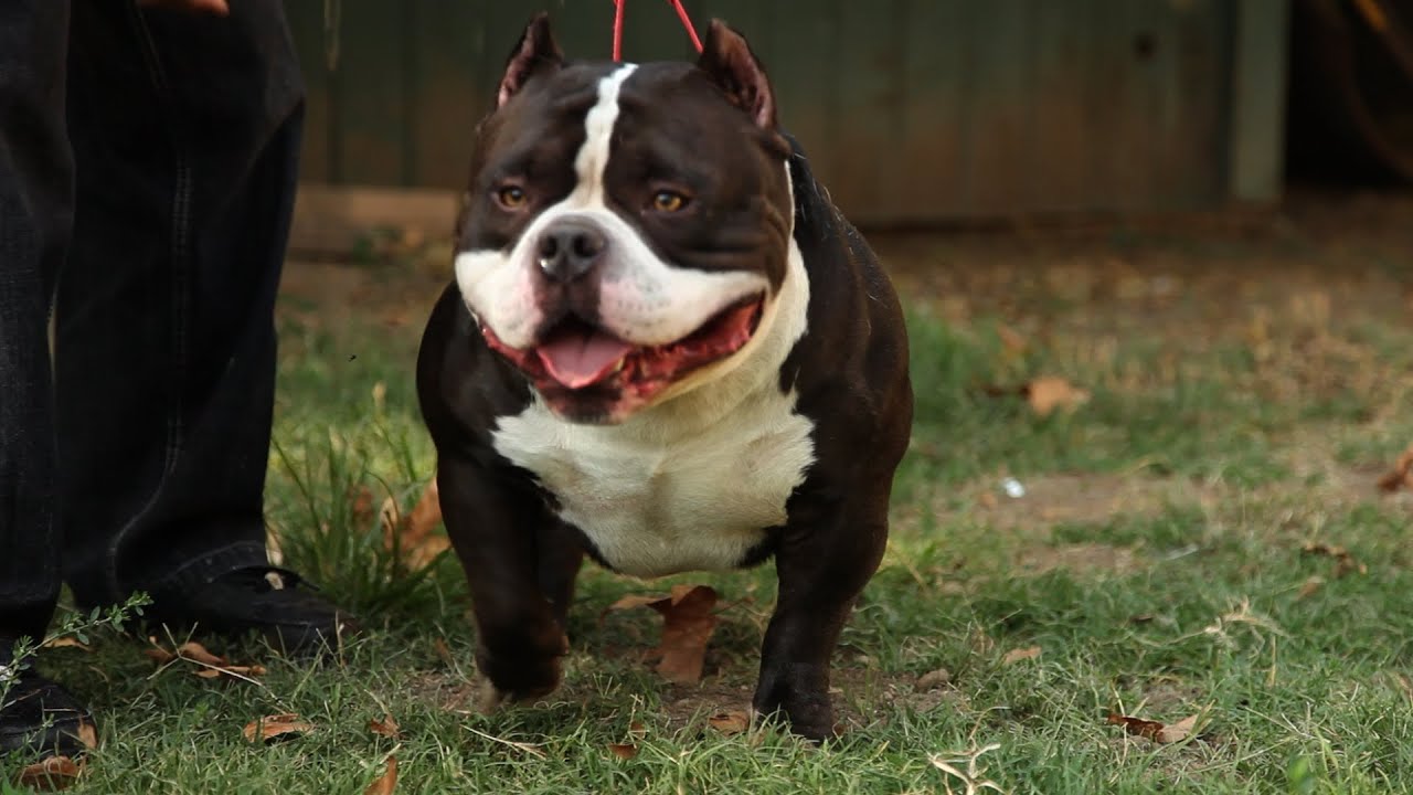 AMERICAN BULLY KENNEL - GOTTYLINE THE HOME OF DAX - YouTube