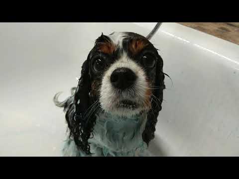 Peluquería Cavalier Spaniel ✂️Happy and Funny dog ✂️Dog grooming✂️