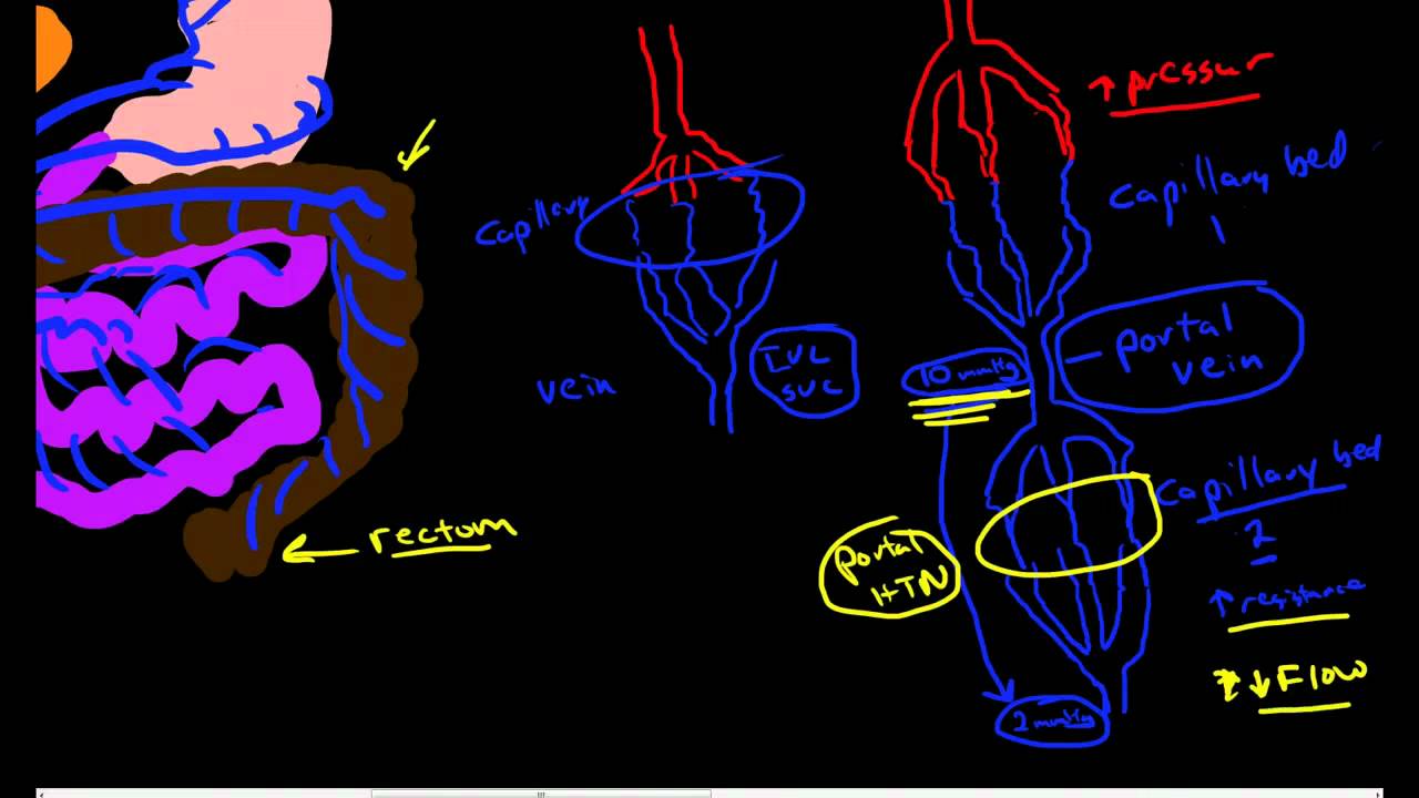 Hepatic Portal Circulation Anatomy & Physiology - YouTube