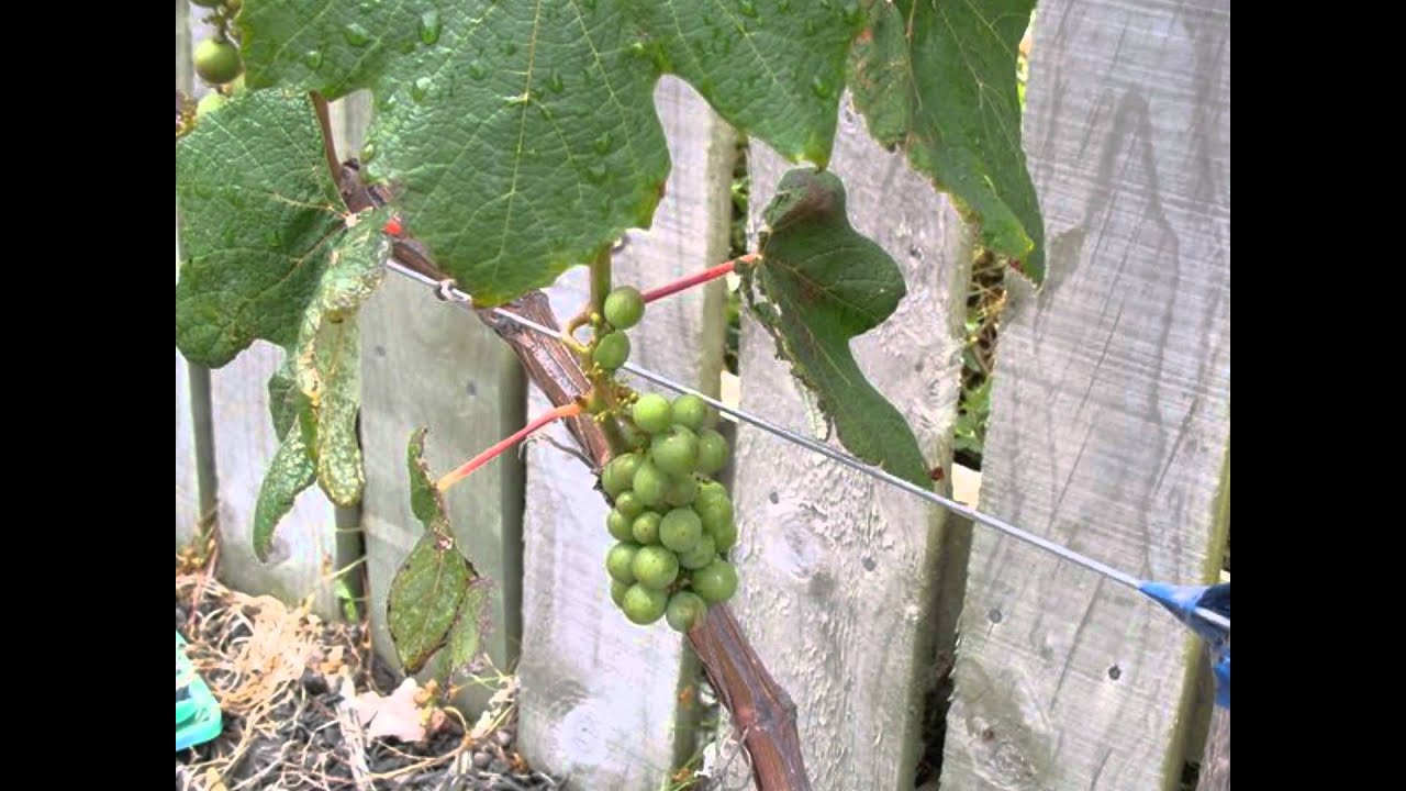 grapes for growing VIDEO - YouTube
