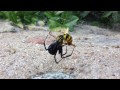 Black Widow vs. Yellow Jacket!