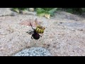 Black Widow vs. Yellow Jacket!