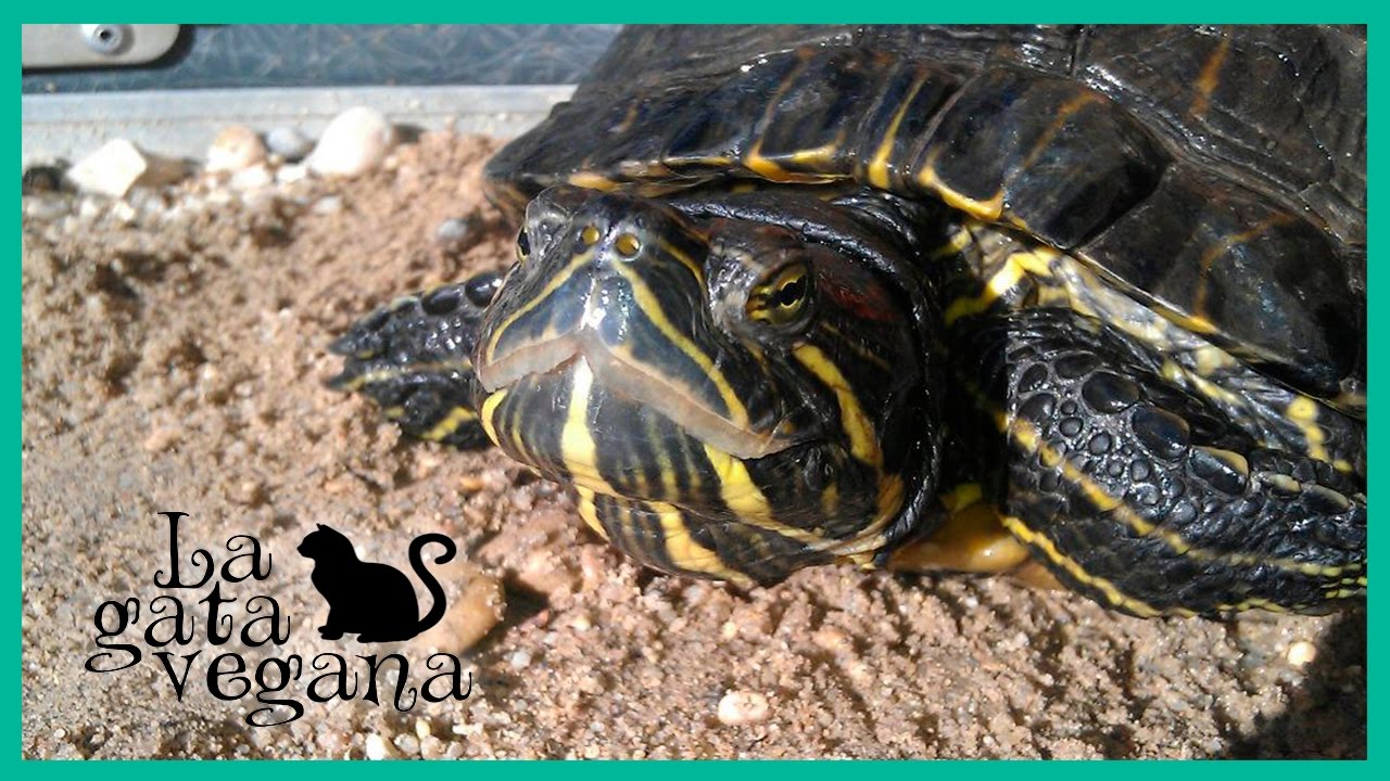 EL HABITAT DE LAS TORTUGAS el habitat de las tortugas: