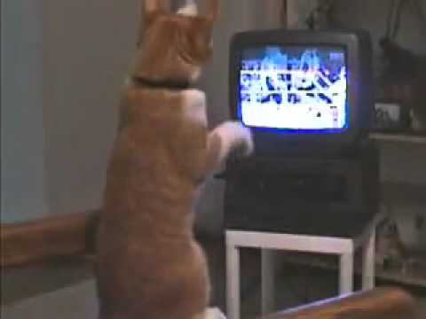 Cat Learns Boxing on TV