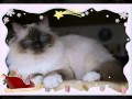 Les chats et Noël 2012