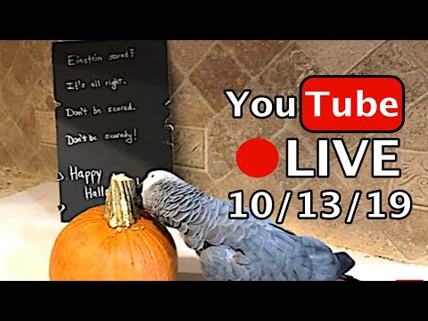 🔴🐦Einstein Parrot LIVE! 10/13/19 🎃 Halloween Fun!