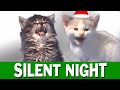 Jingle Cats - Silent Night (Śpiewające Koty - Cicha Noc)