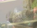 家猫生活9ヶ月改めてジャンくんをご紹介 元野良猫の保護 Yuan stray cat
