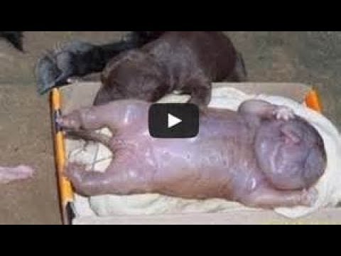 2014 July Breaking News Labs Mixing Human DNA Animal DNA 1 of 5 - Last days news prophecy