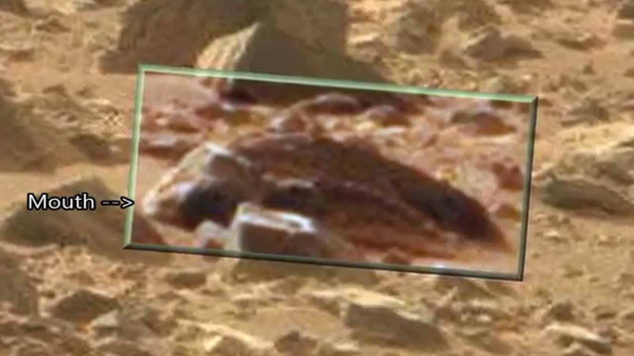 Mummified Seal & Mystery Fish Fossil Found on Mars NASA Curiosity