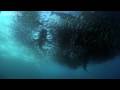 HD: Underwater Armageddon - Nature's Great Events: The Great Tide - BBC One