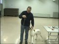 учимся правильно тренировать собаку к выставке, урок 2