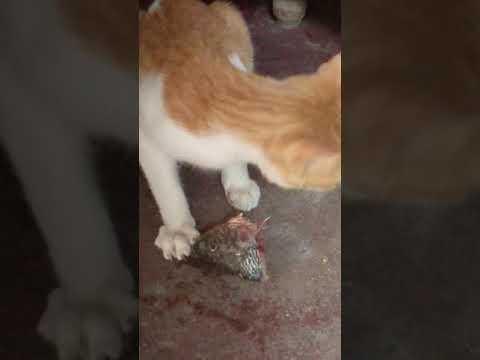 Funny cat steals fish