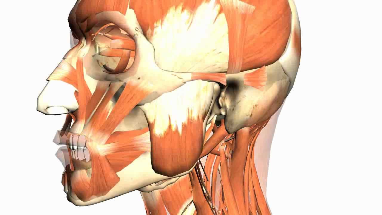 Skull tutorial (4) - Mandible - Anatomy Tutorial - YouTube