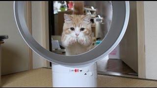 ダイソンリベンジ！猫が輪くぐりできる扇風機  マンチカン/munchkin cat