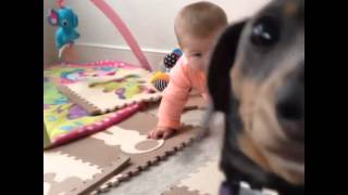 Silly dog is jealous of baby