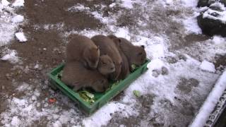 カピバラ　（須坂市動物園篇）詰め合わせ増量中