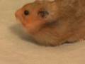 Hamster Vacuum Hamster Vacuum