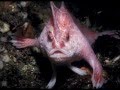 10 animaux bizarres découverts en 2010 (NATIONAL GEOGRAPHIC)