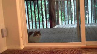 Baby Cat Ringing  His Doorbell