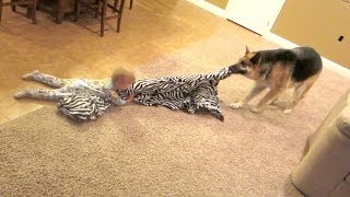 Dog vs Baby!