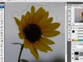 How To Select With A Freehand Lasso Tool In Photoshop