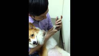 iphone 5s狗狗也可以解鎖指紋iPhone 5s dog's Paw Test