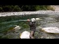 Chinook Salmon, King Salmon, fishing for white spring in Chilliwack river, BC