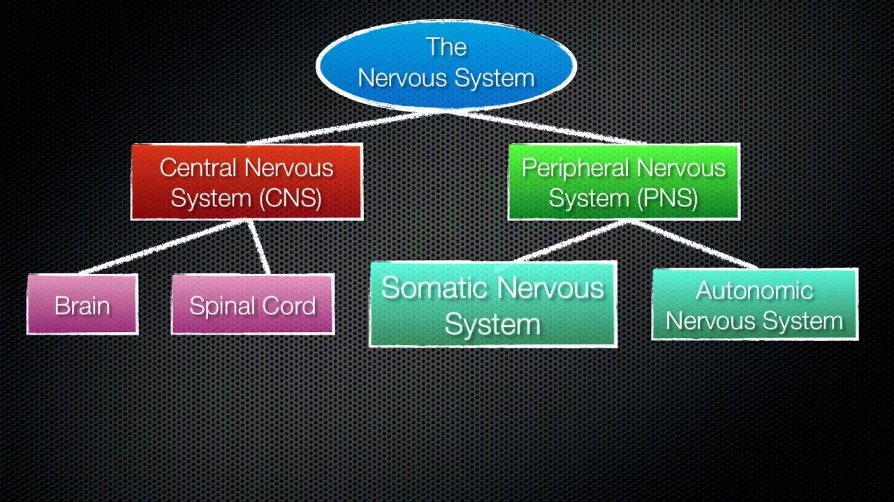 063 The Divisions of the Nervous System - YouTube