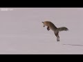 Fox Snow Dive - Yellowstone - BBC Two