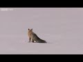 Fox Snow Dive - Yellowstone - BBC Two