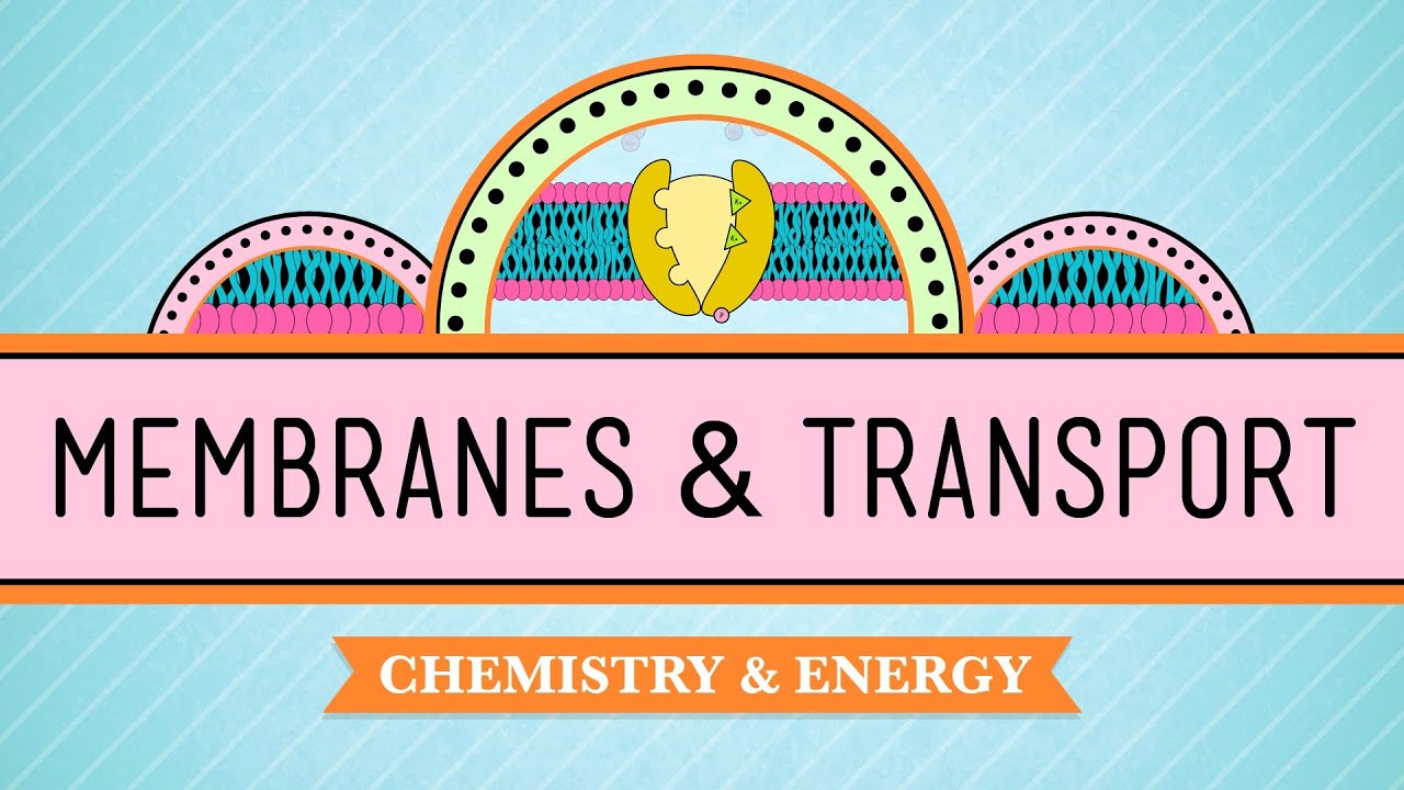 In Da Club - Membranes & Transport: Crash Course Biology #5 - YouTube