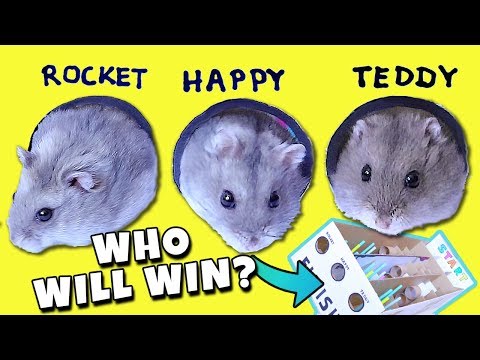 FUNNY HAMSTER RACE! Diy Obstacle Course from Cardboard for Hamsters - EASY!!