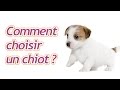Comment choisir un chiot ?