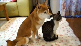 柴犬いちごと猫ミルキー　Shiba Inu and Cat