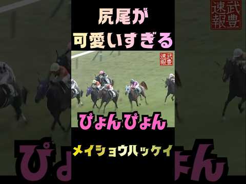 メイショウハッケイのしっぽ振るかわいい姿と騎手との交流 サムネイル